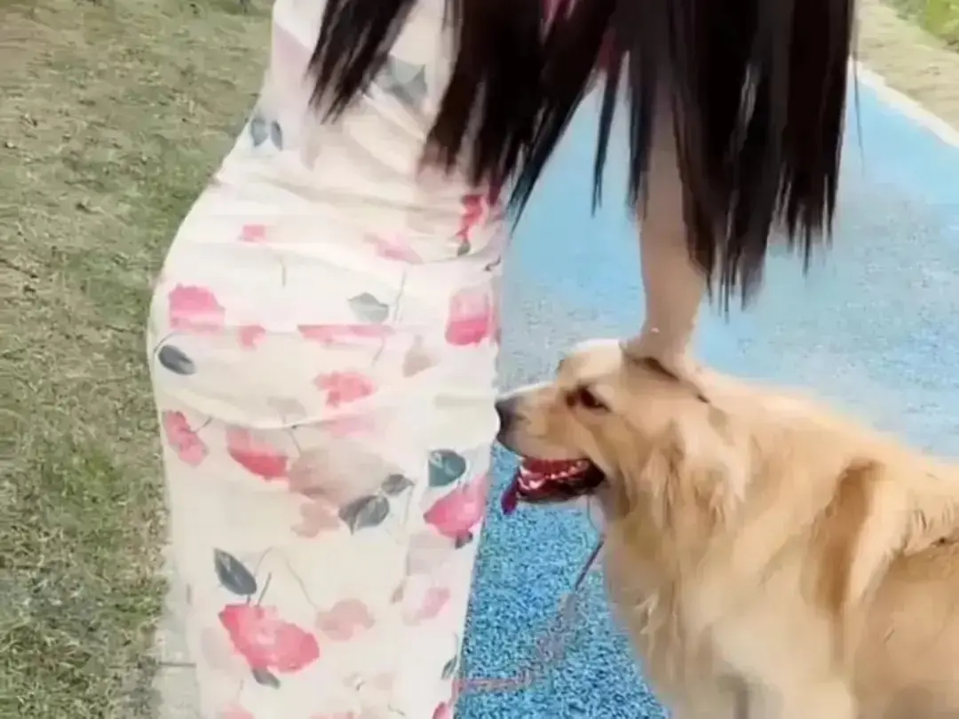 《抖音香香公主与爱犬金毛》爆火短剧全网热播-完整版在线高清免费观看-香香公主与爱犬撒娇日常直播回放-抖音香香公主与爱犬金毛无广告秒播资源